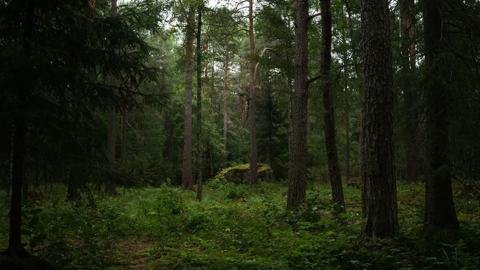 A path in the middle of a forest with lots of trees